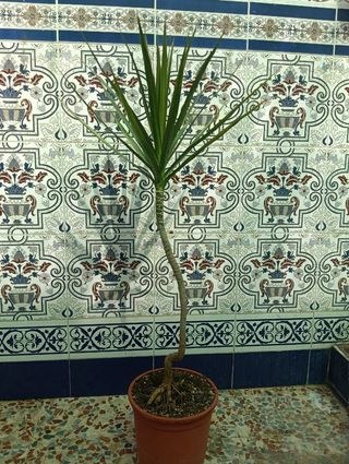 Planta dracaena margarita