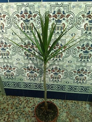 Planta dracaena margarita