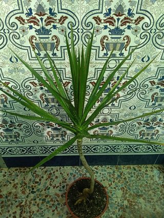 Planta dracaena margarita