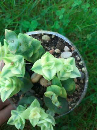 SUCULENTA