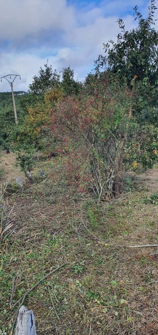 TRABAJOS DE DESBROCES ECONOMICOS ATIENDO WASSAPP