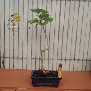 Bonsái Hibiscus Estilo Femenino
