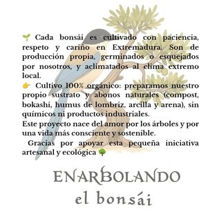 Bonsái Hibiscus Estilo Femenino