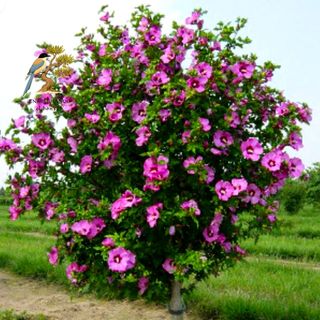 Bonsái Hibiscus Estilo Femenino