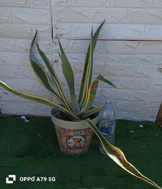 Agave Americana Variegata