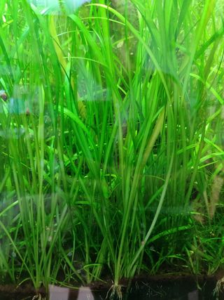 Planta de acuario. 20 brotes.