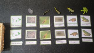 Miniaturas Montessori Ciclo de la Rana