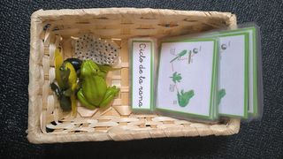 Miniaturas Montessori Ciclo de la Rana