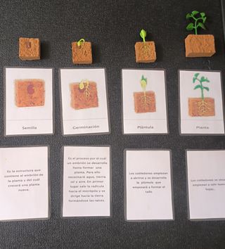 Puzzles Montessori Proceso Semilla + miniaturas