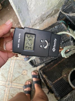 Balanza Digital Portátil 50kg 4 unidades