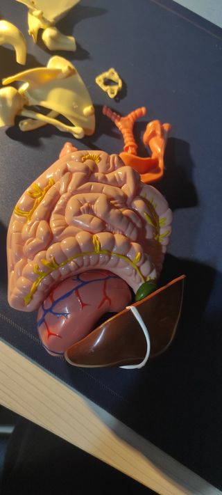 Parti anatomiche corpo umano