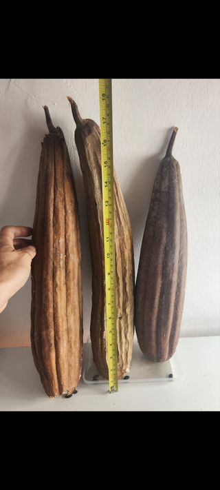 10 semillas de Lufa XL