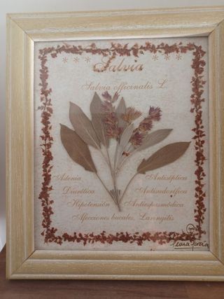 Cuadro Salvia Officinalis L. Flores Prensadas
