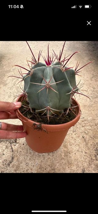 Plantas cactus cm 17