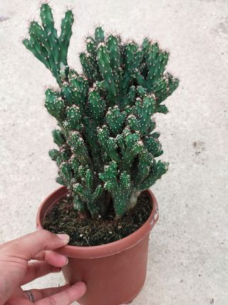 Planta Cactus en maceta 17