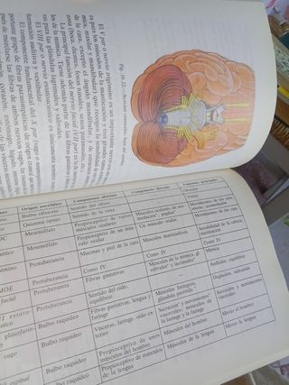 Fundamentos de fisiología y bases anatómicas 