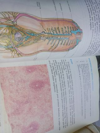 Fundamentos de fisiología y bases anatómicas 