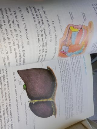 Fundamentos de fisiología y bases anatómicas 