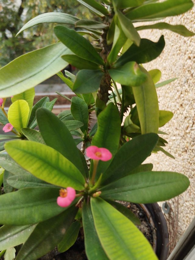 Espina de Cristo Rosa Fucsia