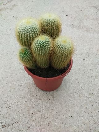Plantas Cactus en maceta 17