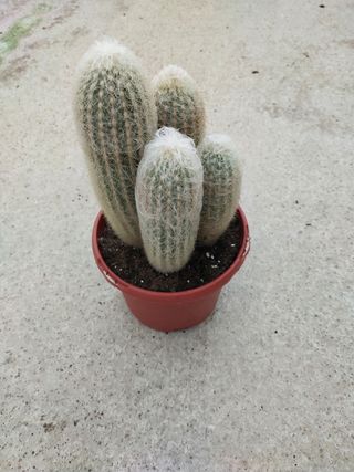 Plantas Cactus en maceta 17