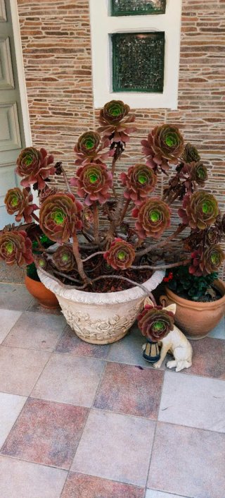 GRAN MACETERO DE PIEDRA TALLADA CON PLANTA AEONIUM
