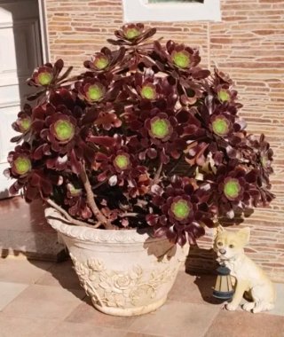 GRAN MACETERO DE PIEDRA TALLADA CON PLANTA AEONIUM
