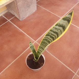 Sansevieria Plantas




