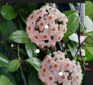 Talea radicata Hoya