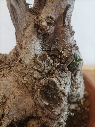 Pre bonsai  de acebuche