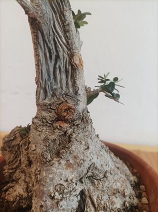 Pre bonsai  de acebuche