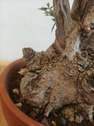 Pre bonsai  de acebuche
