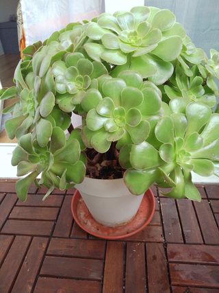 Planta Aeonium