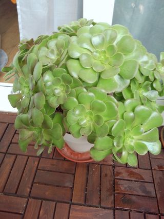 Planta Aeonium