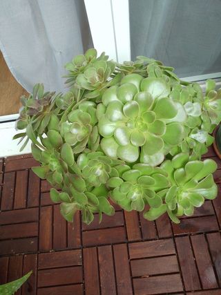 Planta Aeonium
