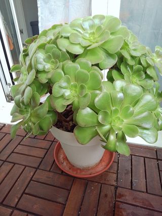 Planta Aeonium