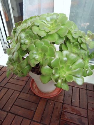 Planta Aeonium