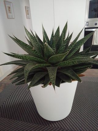 Planta Suculenta