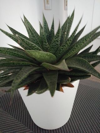 Planta Suculenta