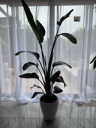 Planta grande en maceta blanca