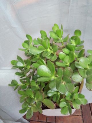 Planta Jade en maceta