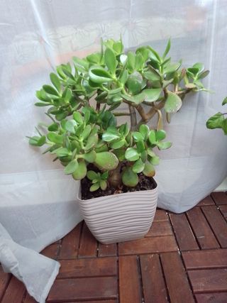 Planta Jade en maceta