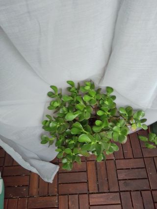 Planta Jade en maceta