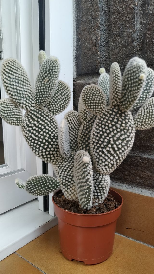 Opuntia microdasys