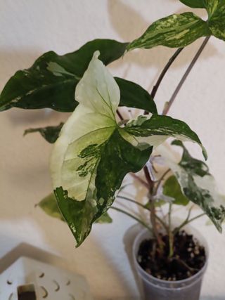 Syngonium Albo Variegata