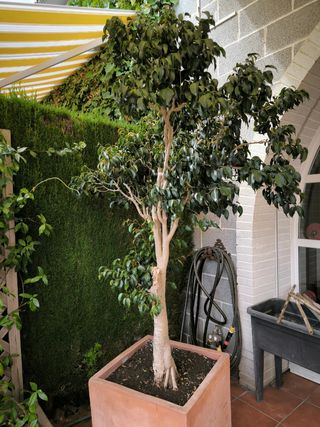 Ficus con maceta terracota