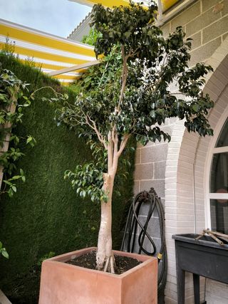 Ficus con maceta terracota