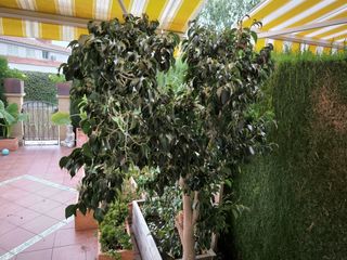 Ficus con maceta terracota