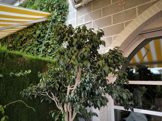 Ficus con maceta terracota