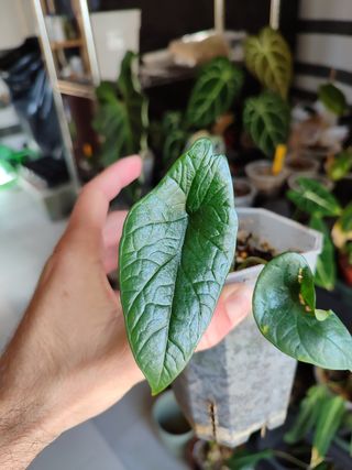 Alocasia Scalprum